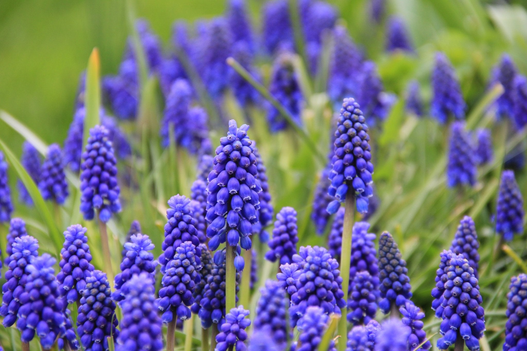 Perlehyacinter | Blomsterverden